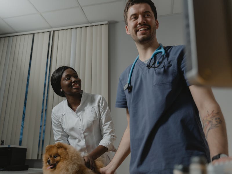 Hazır Veteriner Kliniği tasarımı - hazır web sitesi